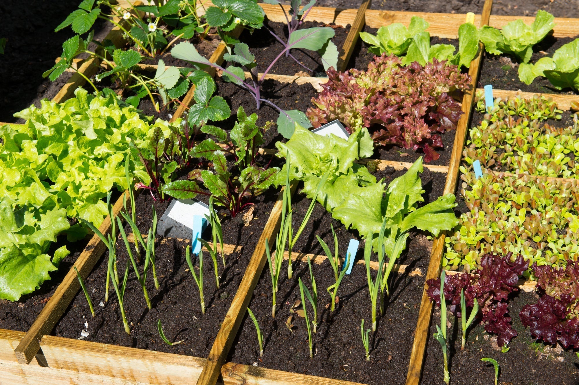 Aussaat im Frühjahr: Was du im Gemüsegarten säen kannst, welche Pflanzen geeignet sind und wie du deinen Rasen pflegst