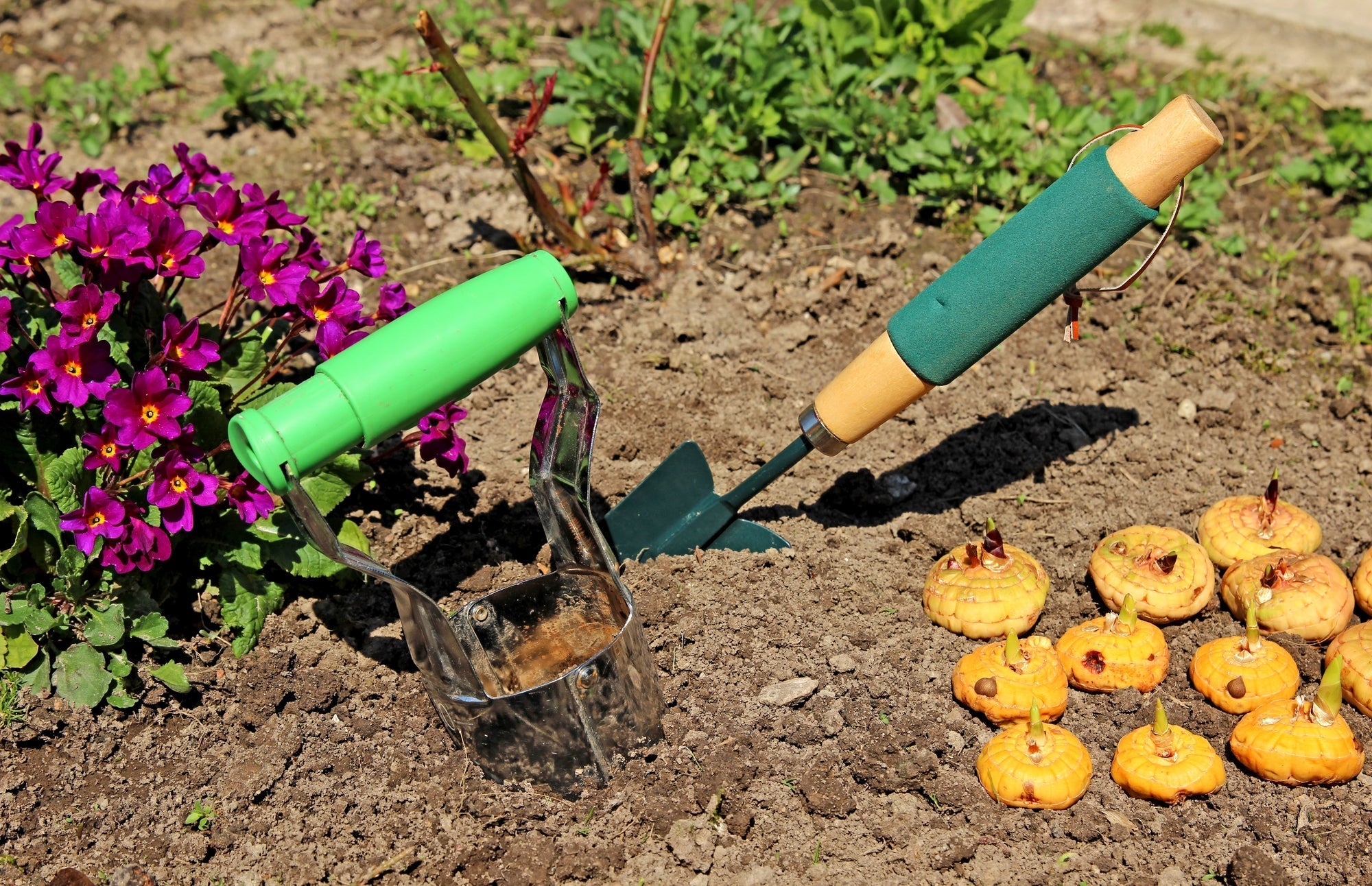 Blumenzwiebeln pflanzen: So gelingt dir ein blühender Garten