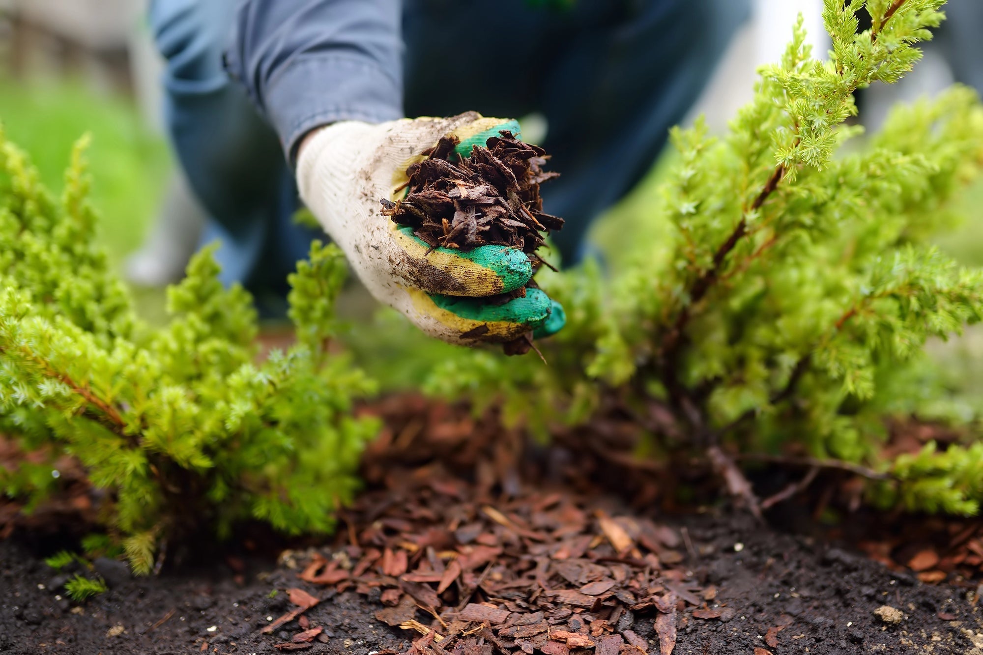 Mulchen mit Pinienrinde: So nutzt du organischen Mulch, um Unkraut zu verhindern