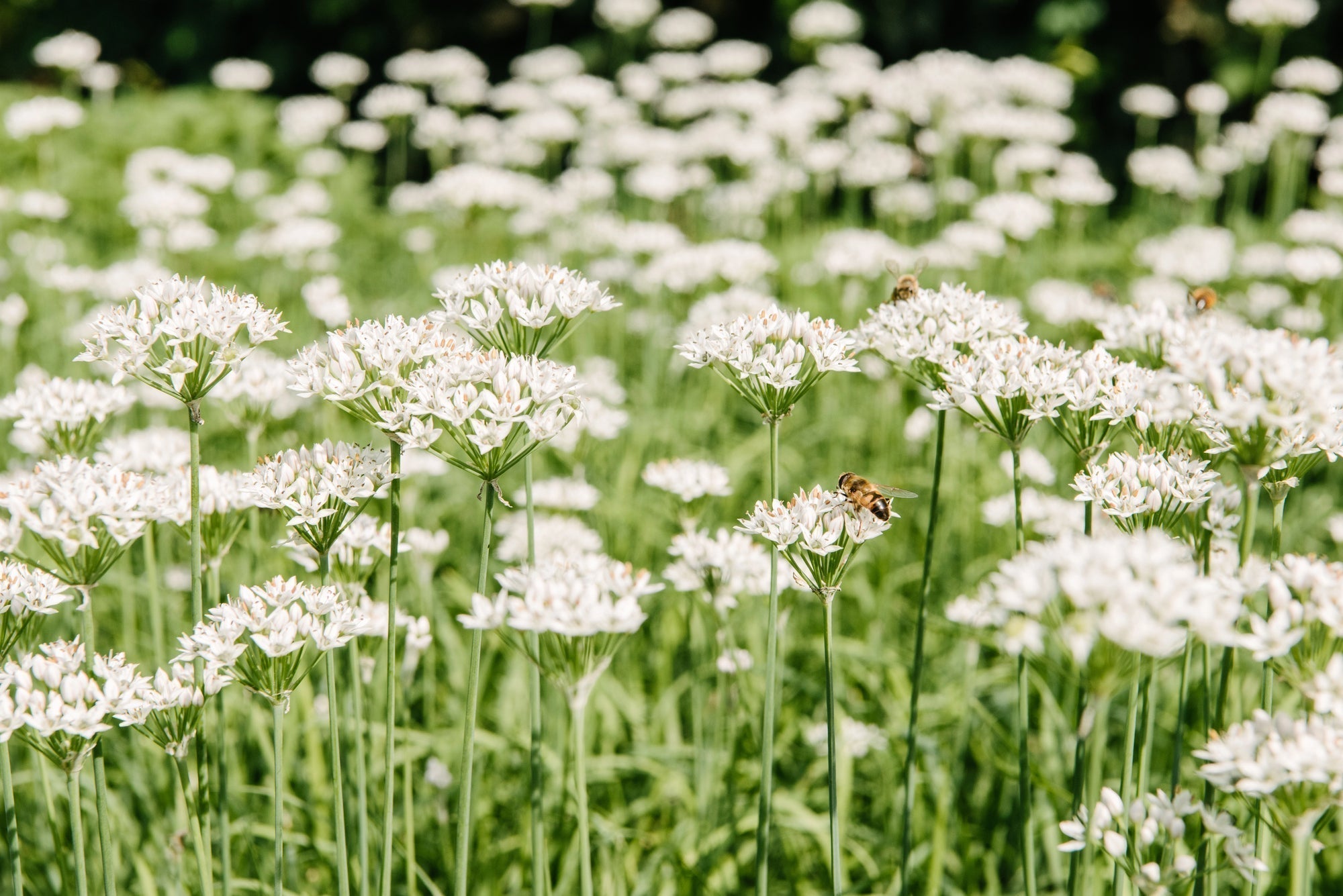 No Mow May: Rasen mähen im Mai vs. mähfreier Mai