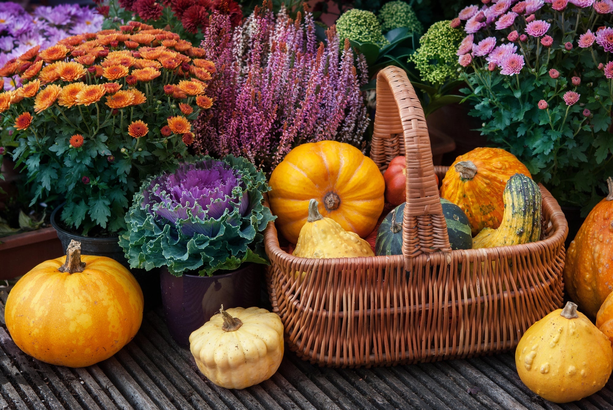Blumenzwiebeln im Kübel setzen und Töpfe herbstlich bepflanzen