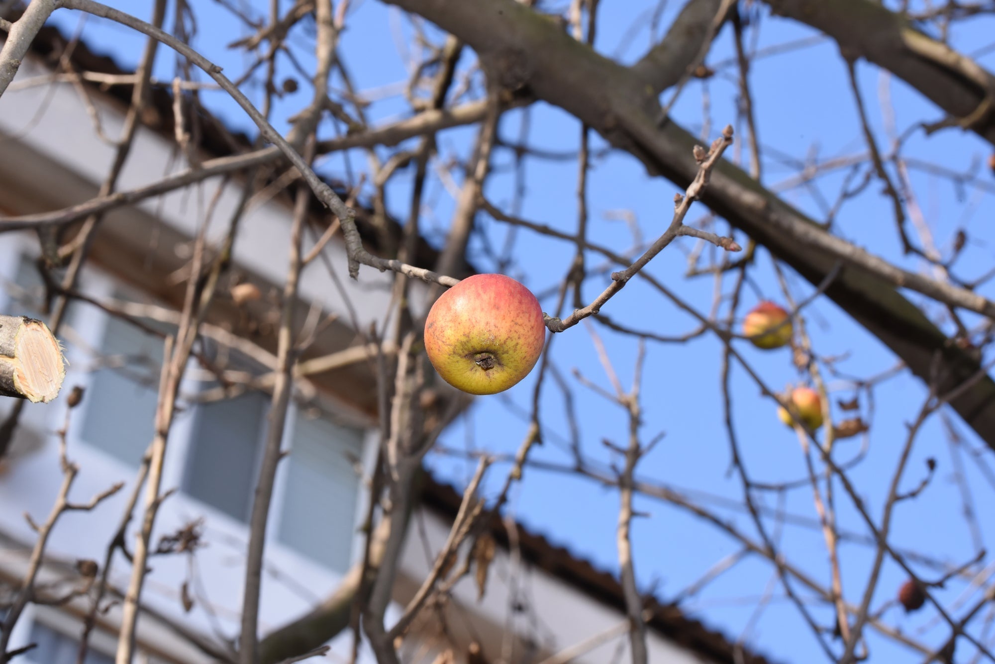 Fallobst vom Nachbarn: Darfst du heruntergefallene Früchte behalten?
