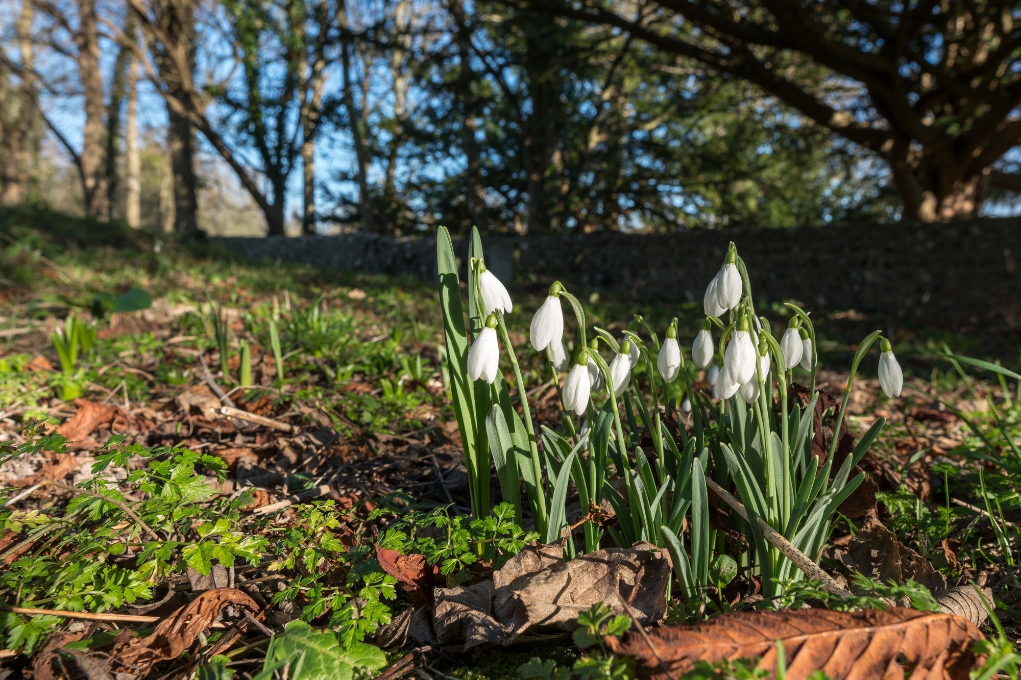 Garten im Januar: Alle wichtigen Arbeiten, was du pflanzen kannst und wie du deine Pflanzen richtig pflegst