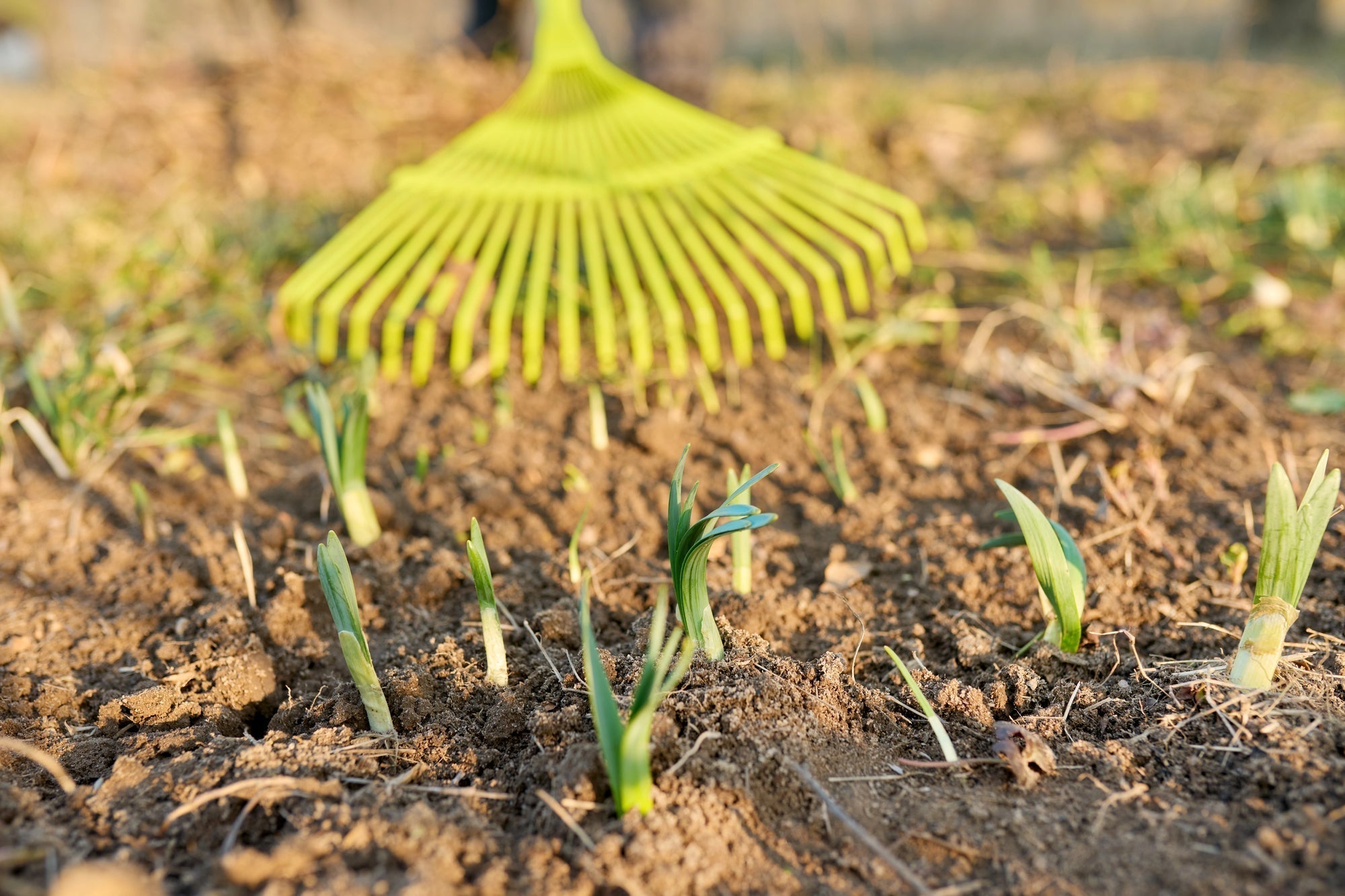 Was kann man im April pflanzen? Deinen Garten im April richtig nutzen