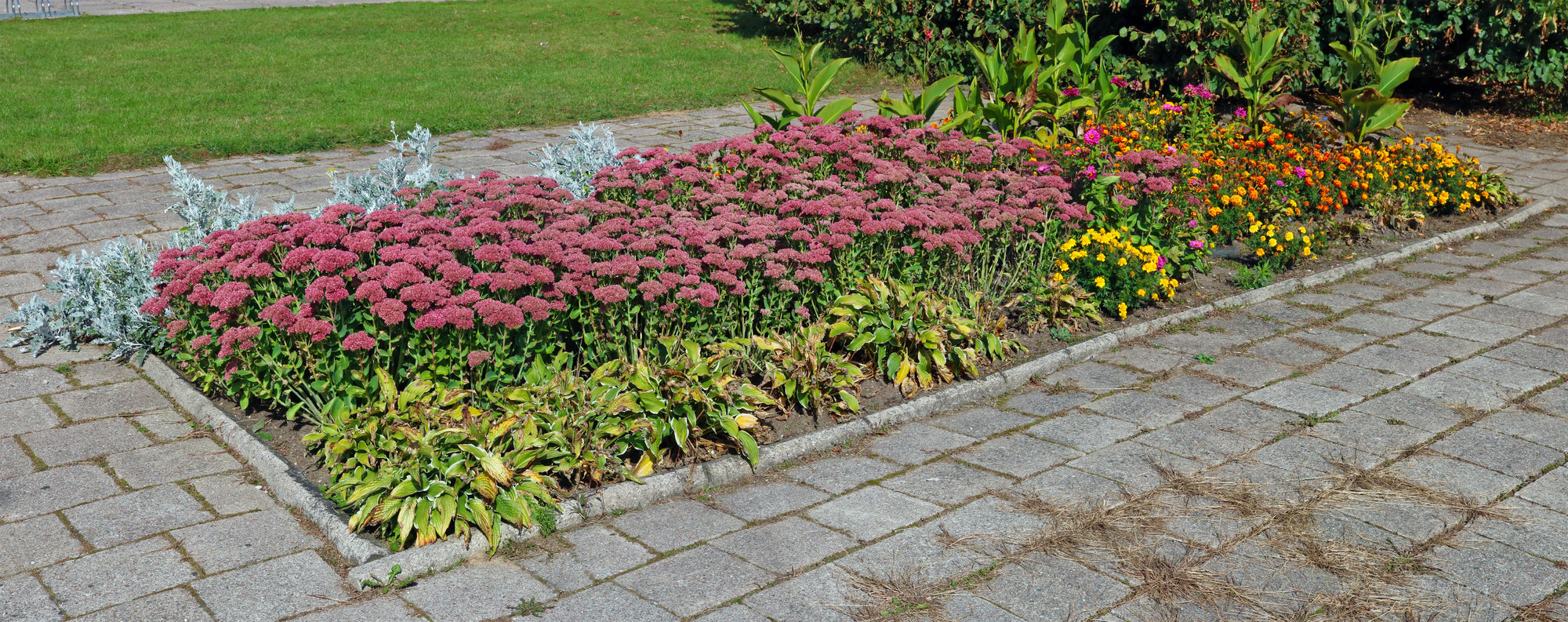 Herbstbeet anlegen: Die besten Pflanzen und Tipps für einen farbenreichen Garten