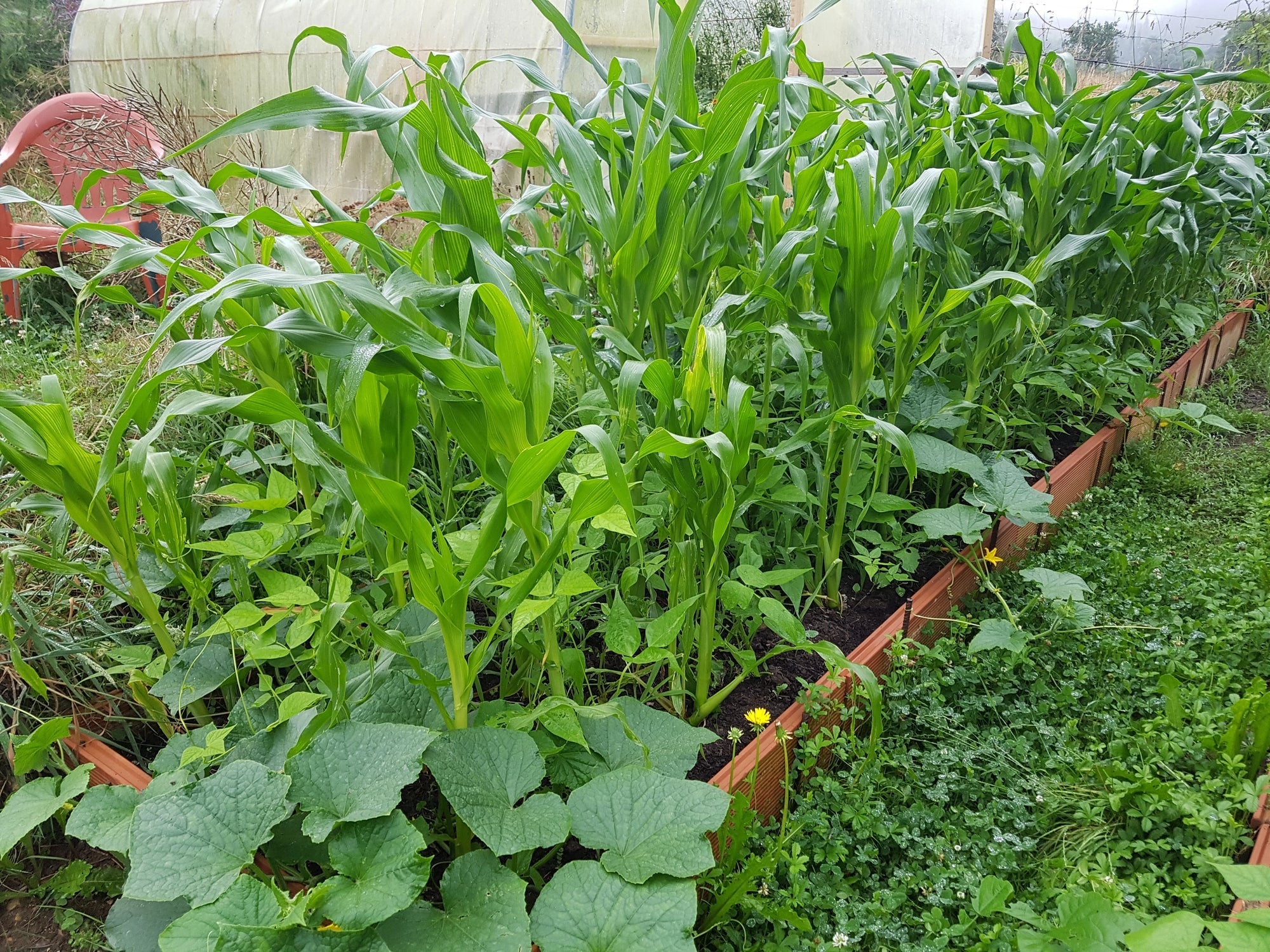 Milpa: Mais, Bohnen und Kürbis in Mischkultur – die Tradition der „3 Schwestern“ im modernen Garten
