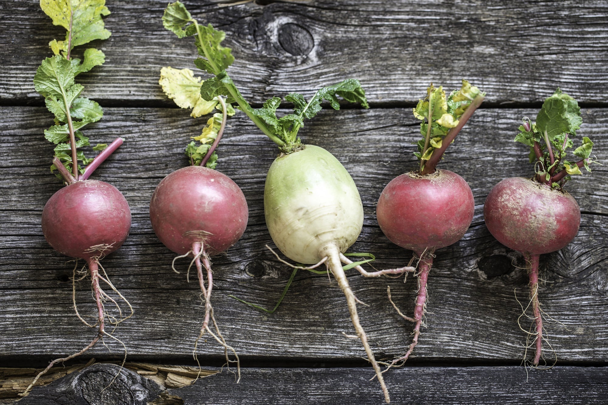 Rote Beete ernten: Anleitung zur richtigen Lagerung und Haltbarmachung
