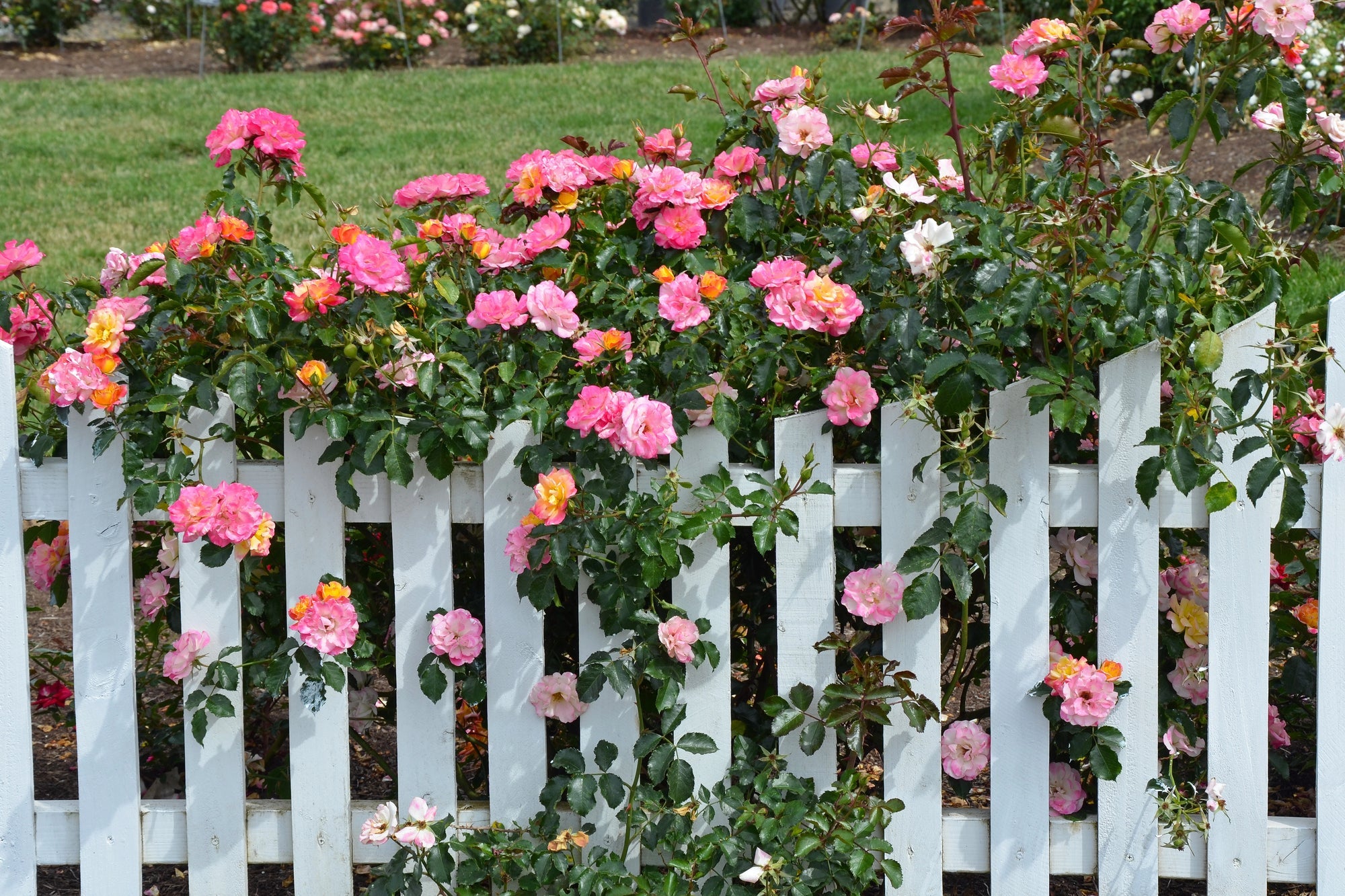 Zaun bepflanzen: Gartenzaun bepflanzen und begrünen für optimalen Sichtschutz