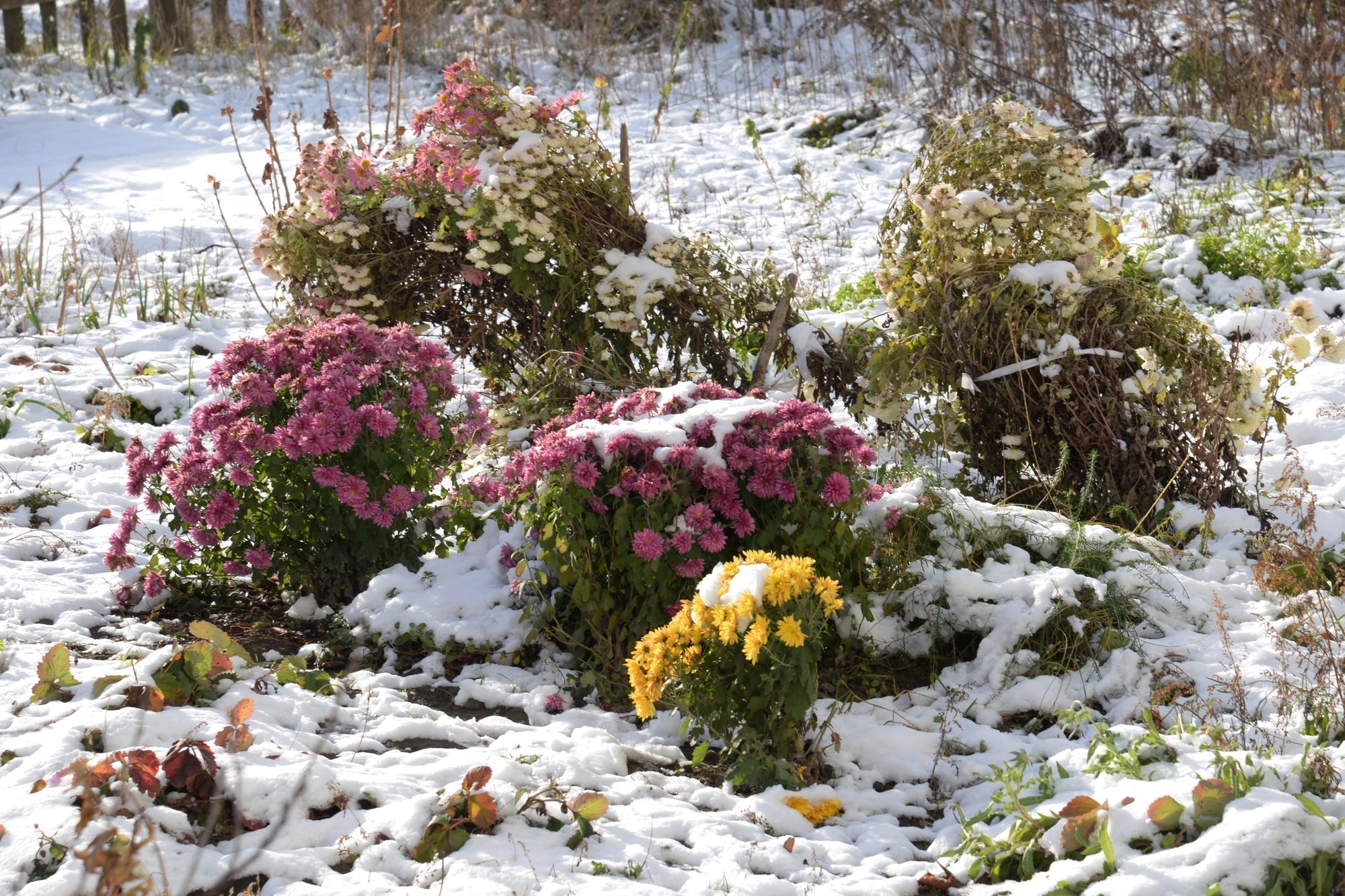 Blühendes Herbst und Winterbeet anlegen: Tipps für ein farbenfrohes Staudenbeet
