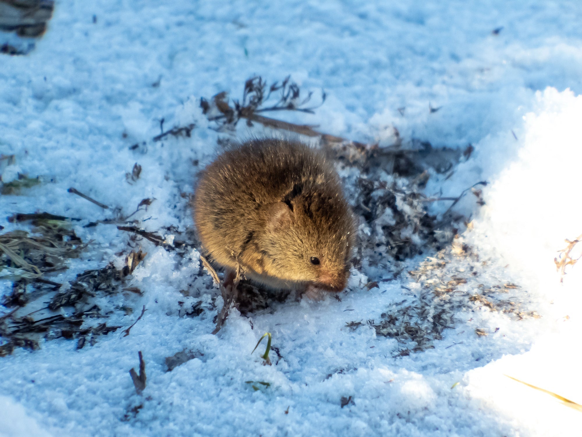 Schädlinge im Winter: Wie Schädlinge im Winterquartier überleben und was du im Garten dagegen tun kannst