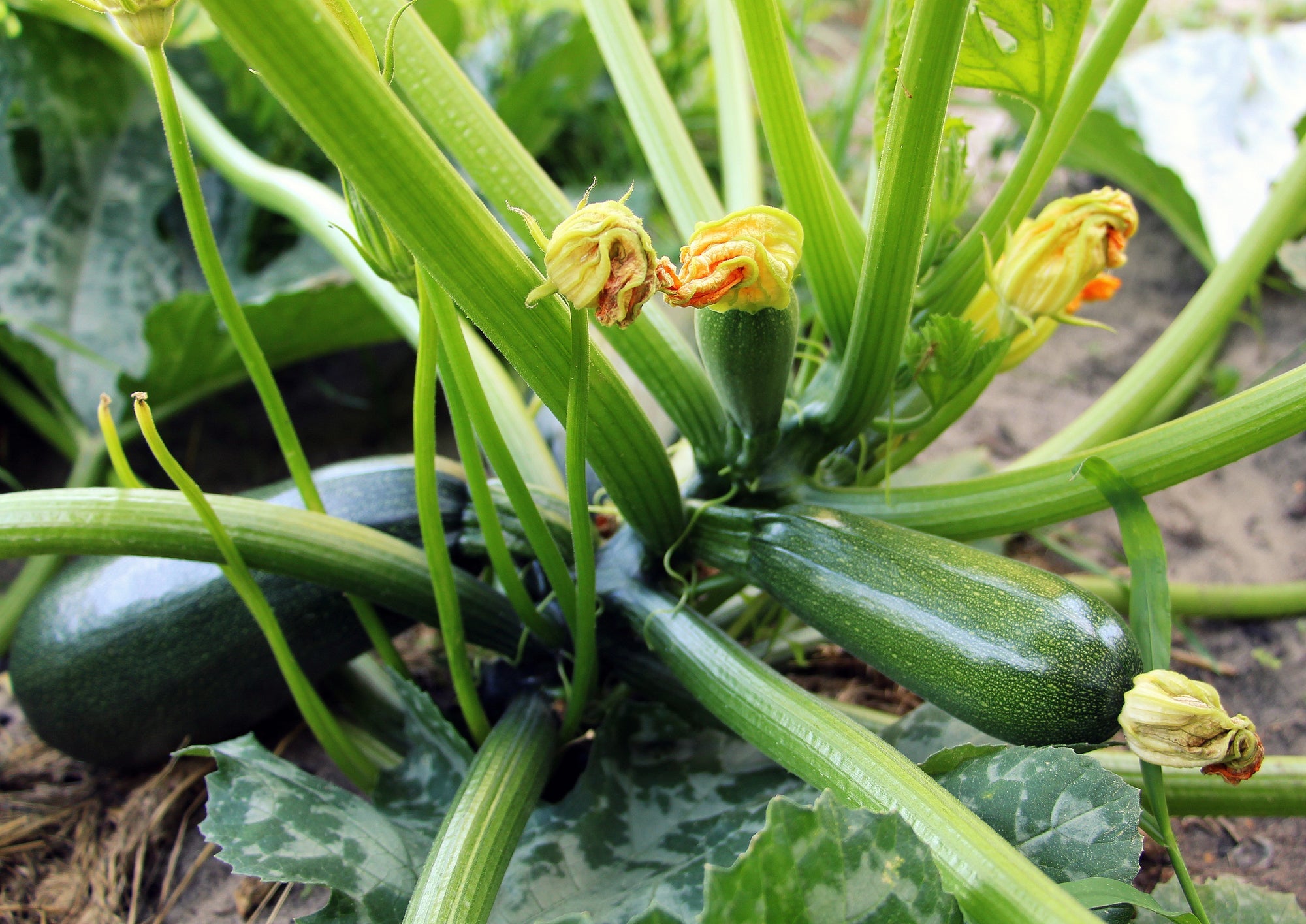 Zucchini pflanzen Titelbild